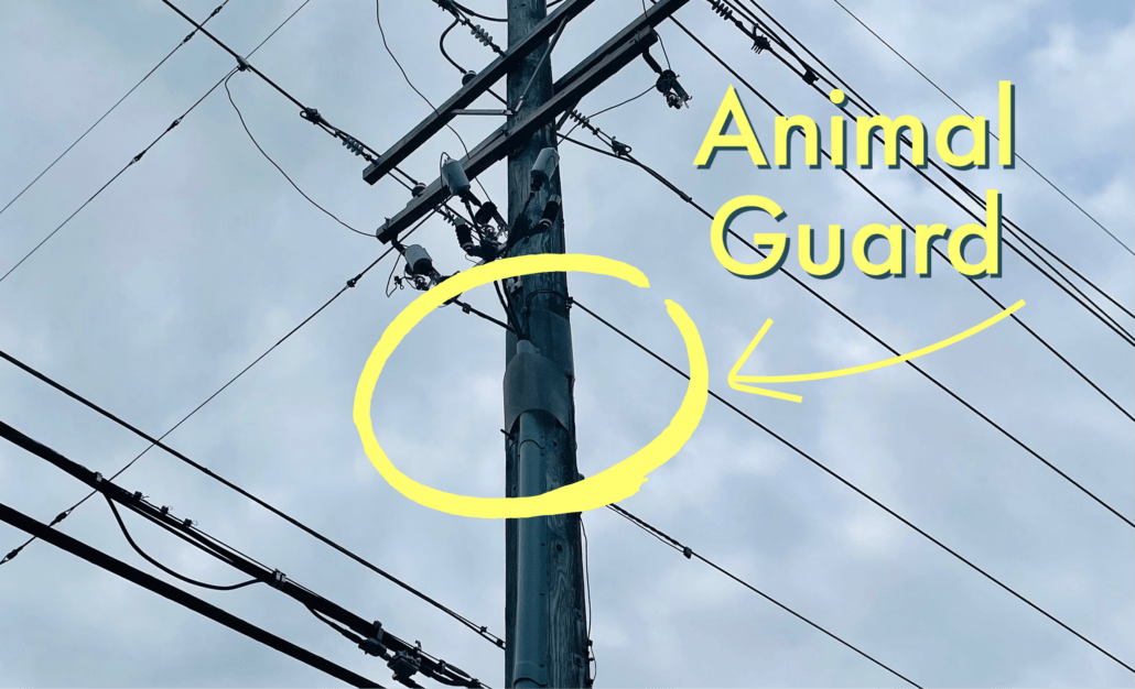 How DTE protects critters from endangering themselves...and your power