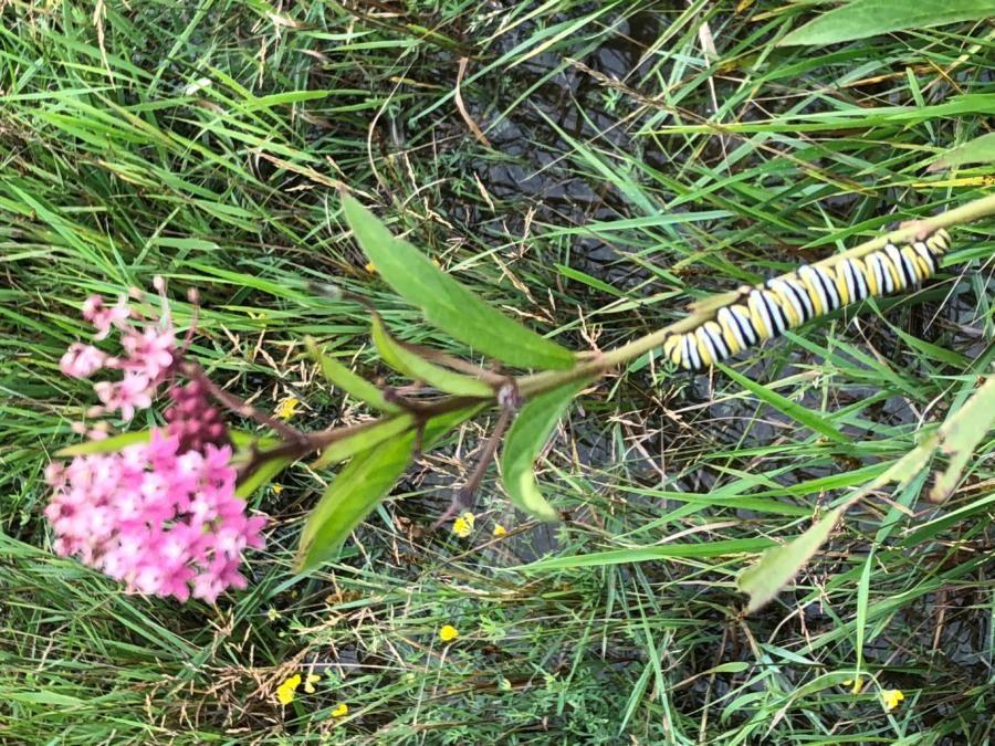 Monarchs and milkweeds