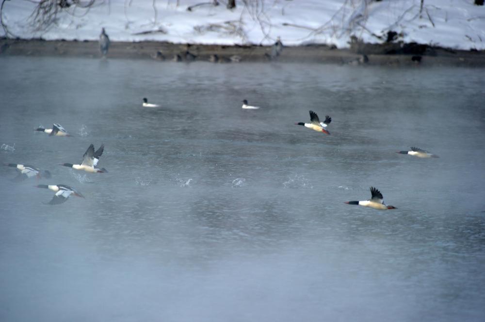 Common mergansers, large fish-eating ducks, taking flight at the Monroe Power Plant, which was formally recertified and elevated as a gold-level conservation program last week. DTE also has WHC-certified programs in Monroe County at the Fermi 2 nuclear power plant and at the Newport Service Center.