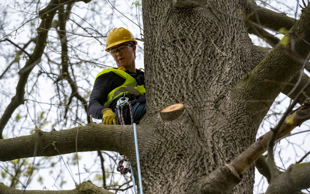 DTE removes invasive buckthorn, while working to improve reliability in Ann Arbor