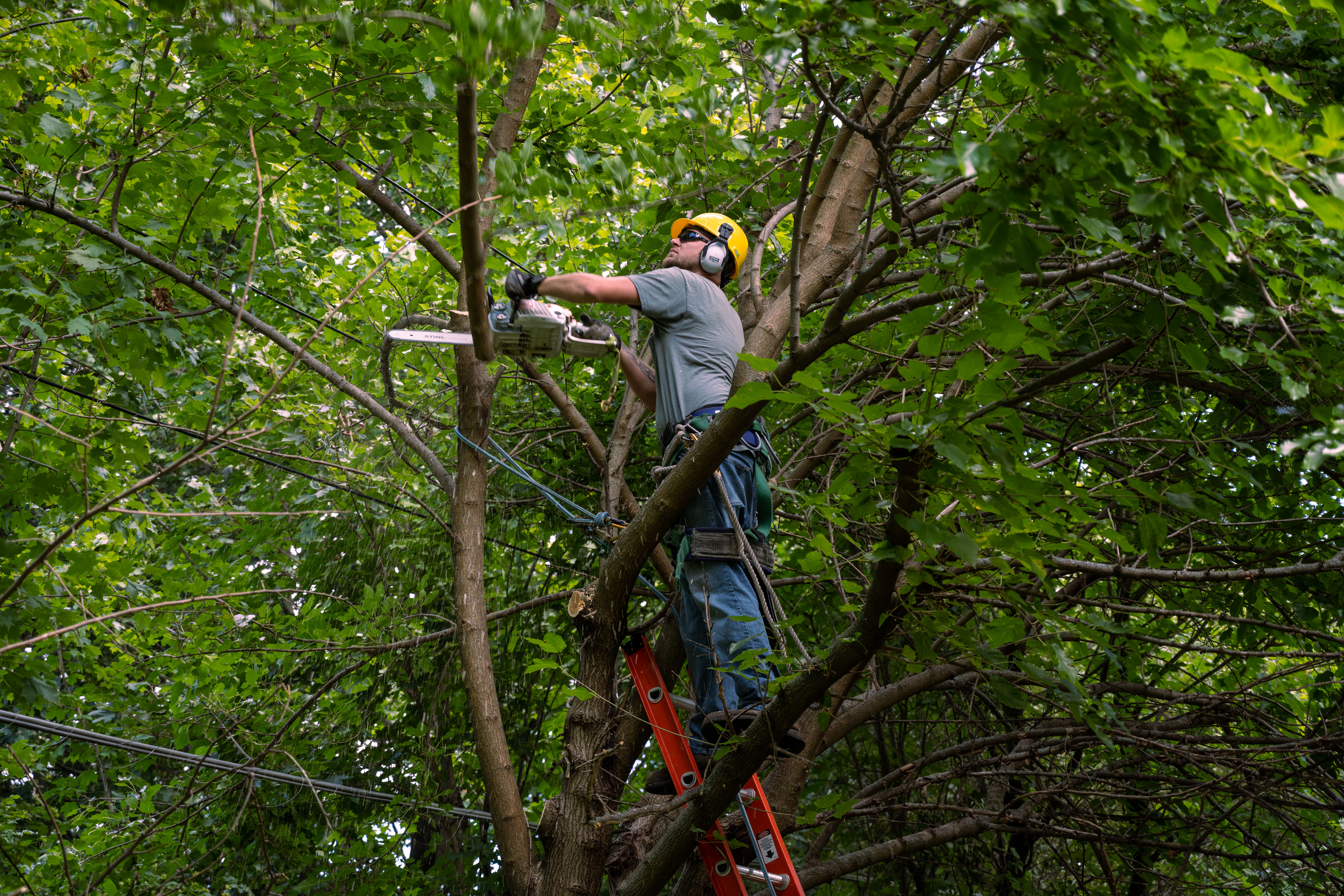 DTE Energy improves reliability with $90M tree trim investment surge