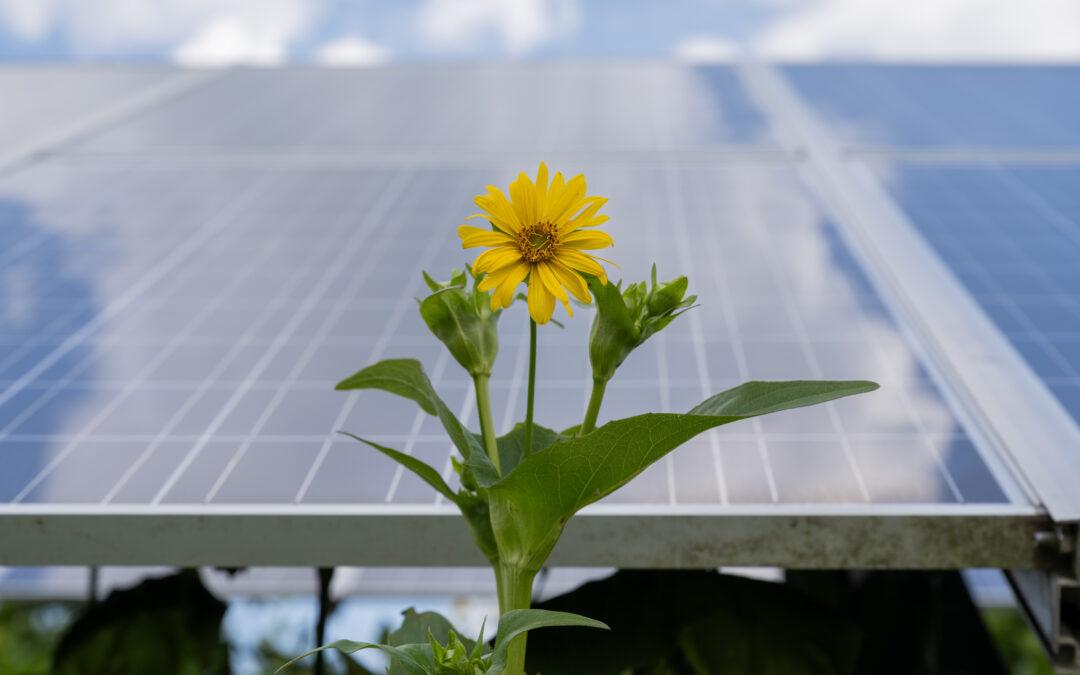 Commit to clean for Clean Energy Week