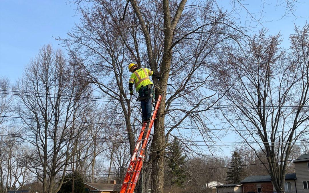 3/23 – DTE tree trimmers clean up trees around Farmington Hills