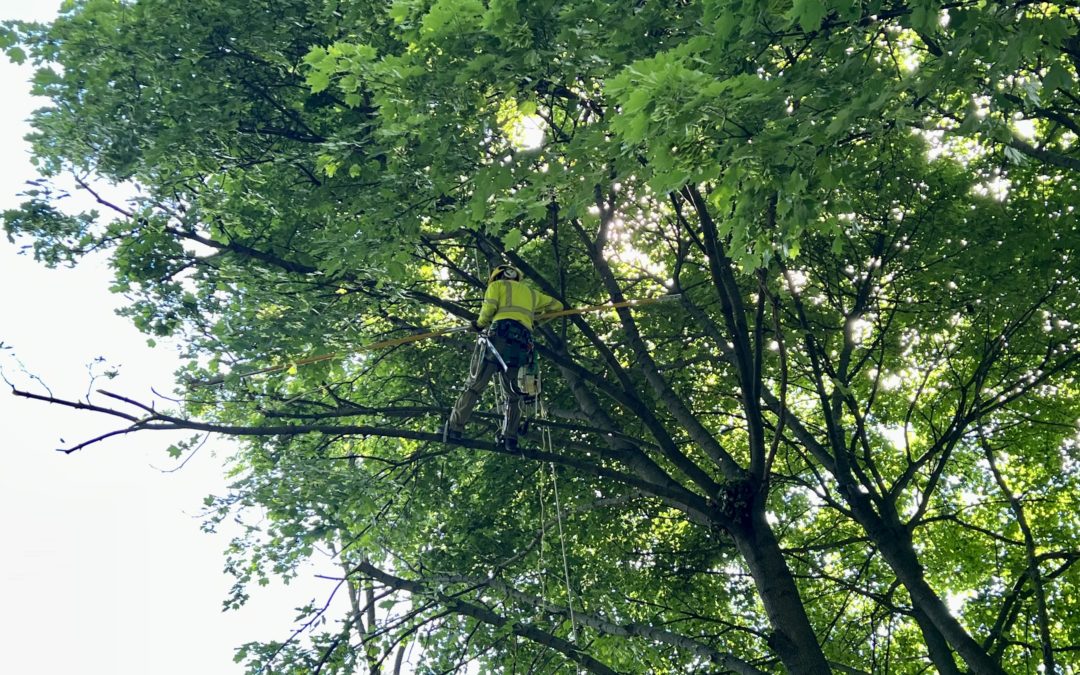 Tree trimmers hard at work improving reliability in Southfield