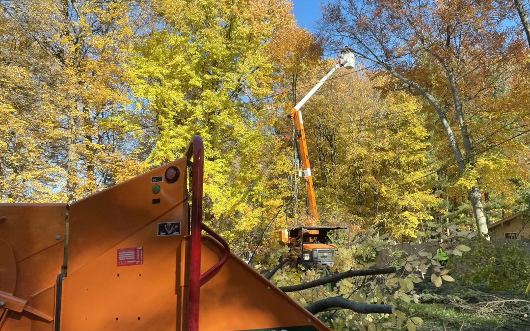 Tree trimming in Farmington neighborhood improves electric reliability 