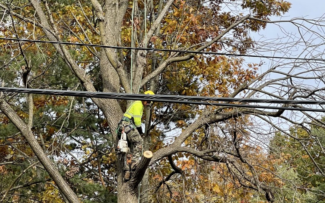 Tree trimmers help improve safety and reliability in Southfield neighborhoods 