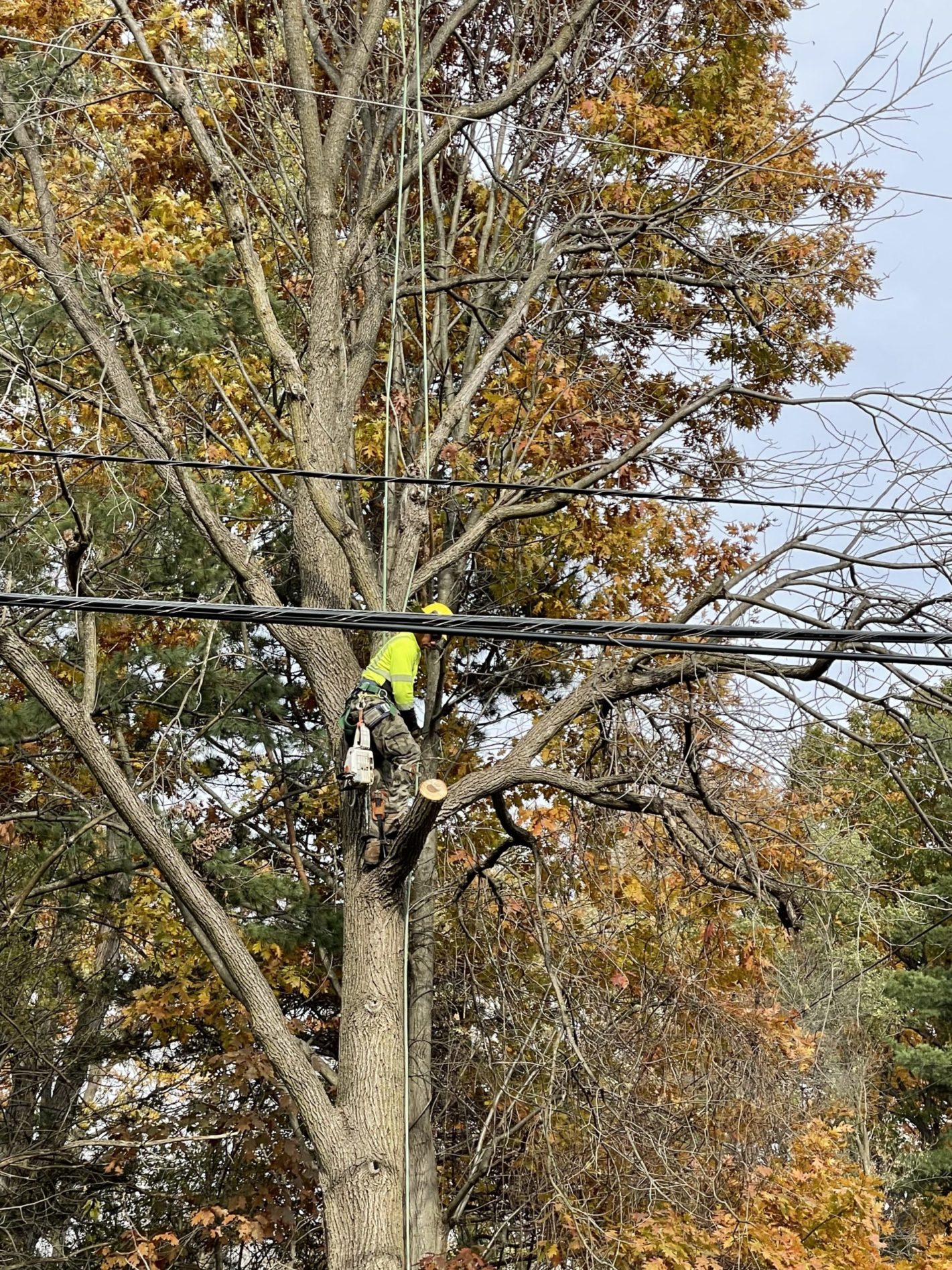 tree-trimmers-help-improve-safety-and-reliability-in-southfield