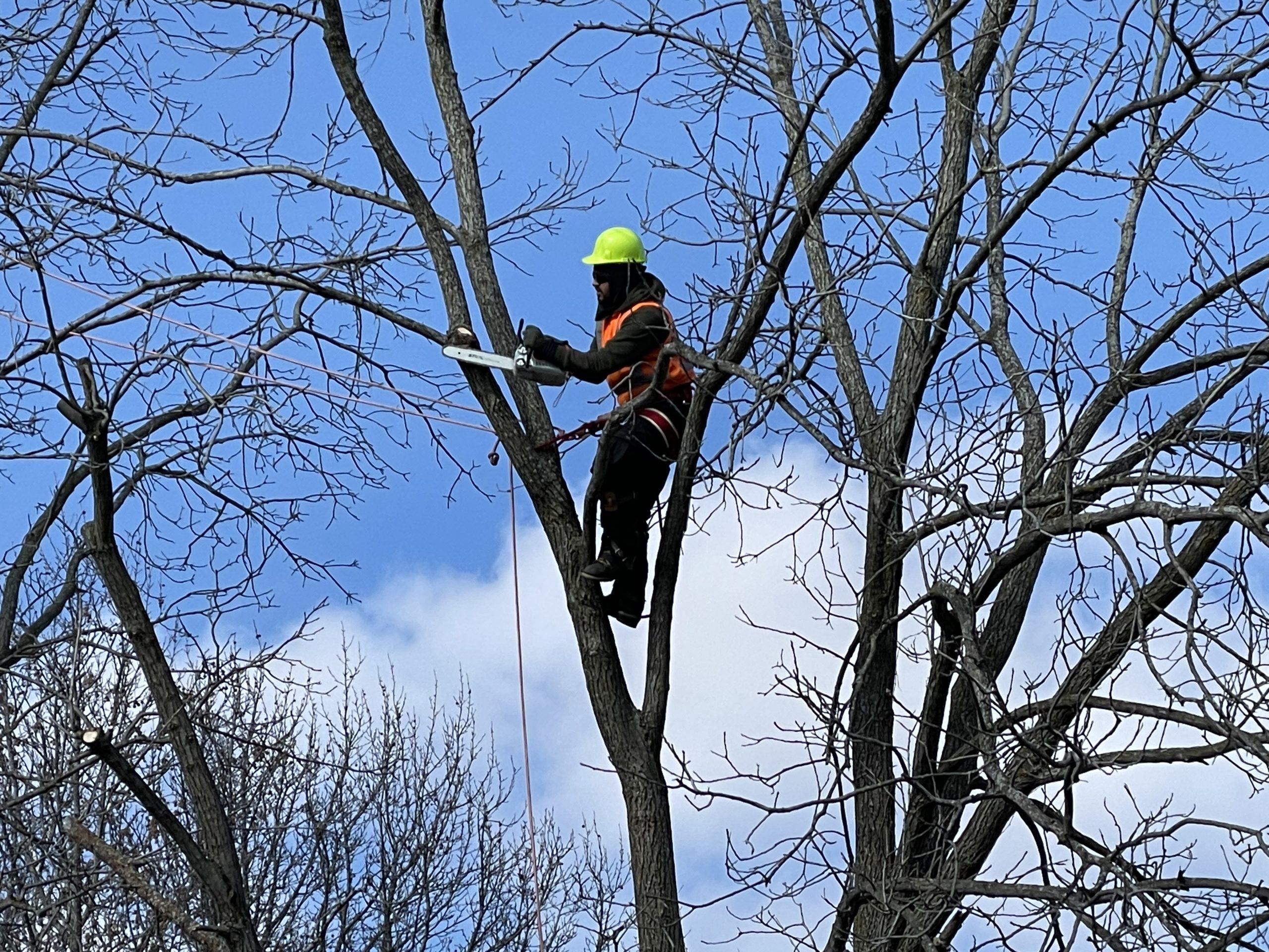 2/25 - Tree trim crews work next to Rochester Adams High School ...