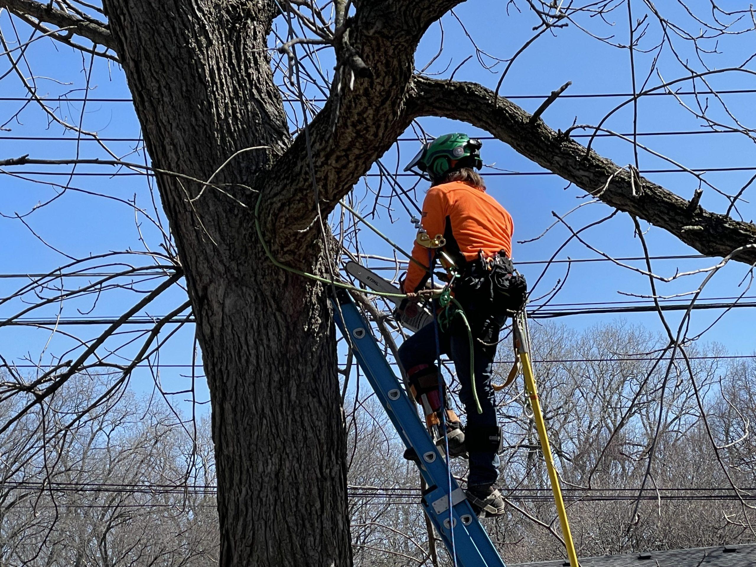 Tree trim crews work improve reliability in Bloomfield Hills ...