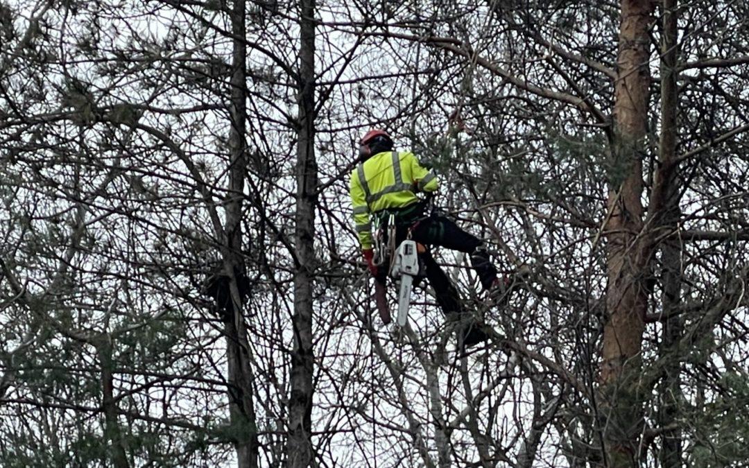 4/19 – Tree trim crews work to improve reliability in Farmington Hills