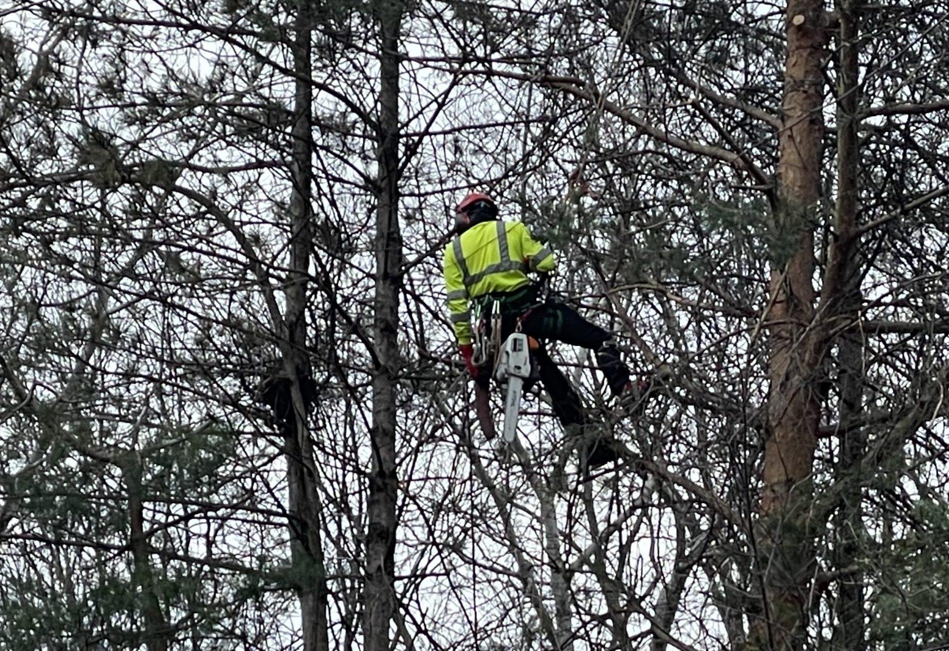 4/19 - Tree trim crews work to improve reliability in Farmington Hills ...