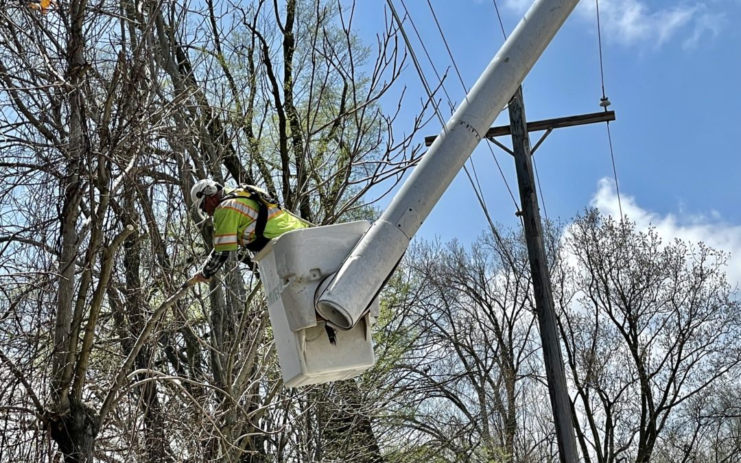 Tree trimmers clear the way for pole upgrade