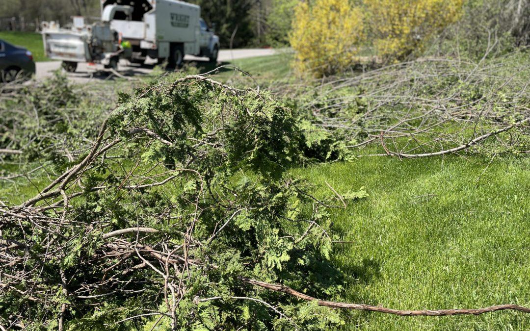 Tree trim crews work to improve reliability in West Bloomfield 