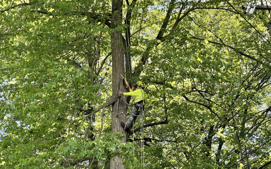 Tree trimmers  improve reliability in Southfield neighborhood
