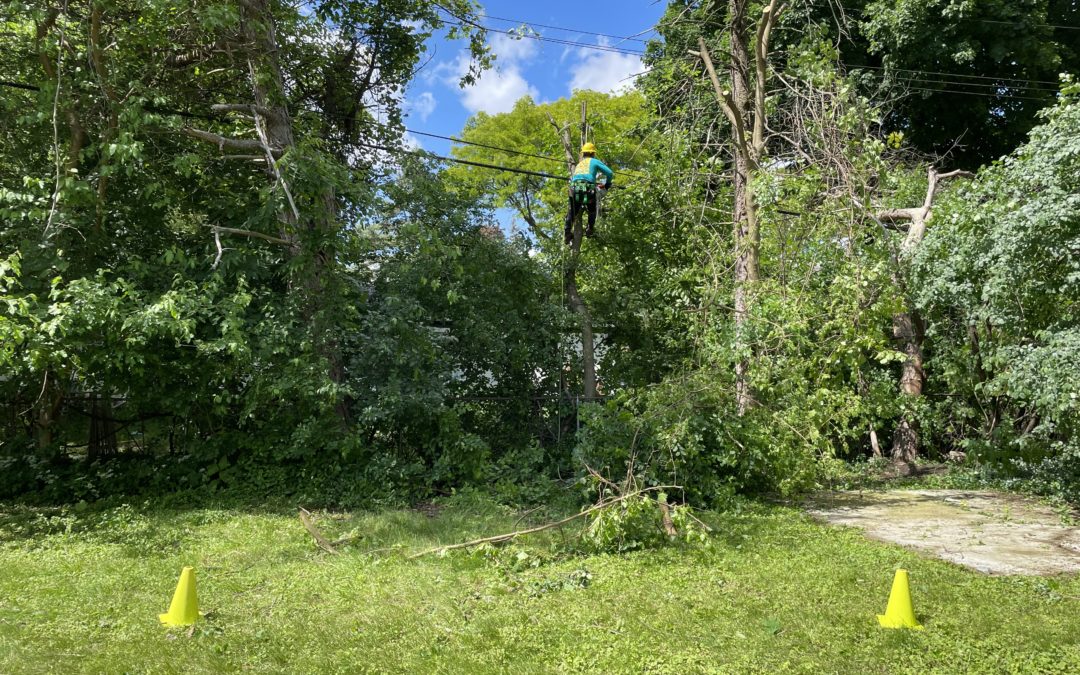 Crew trims trees back from powerline in Southfield