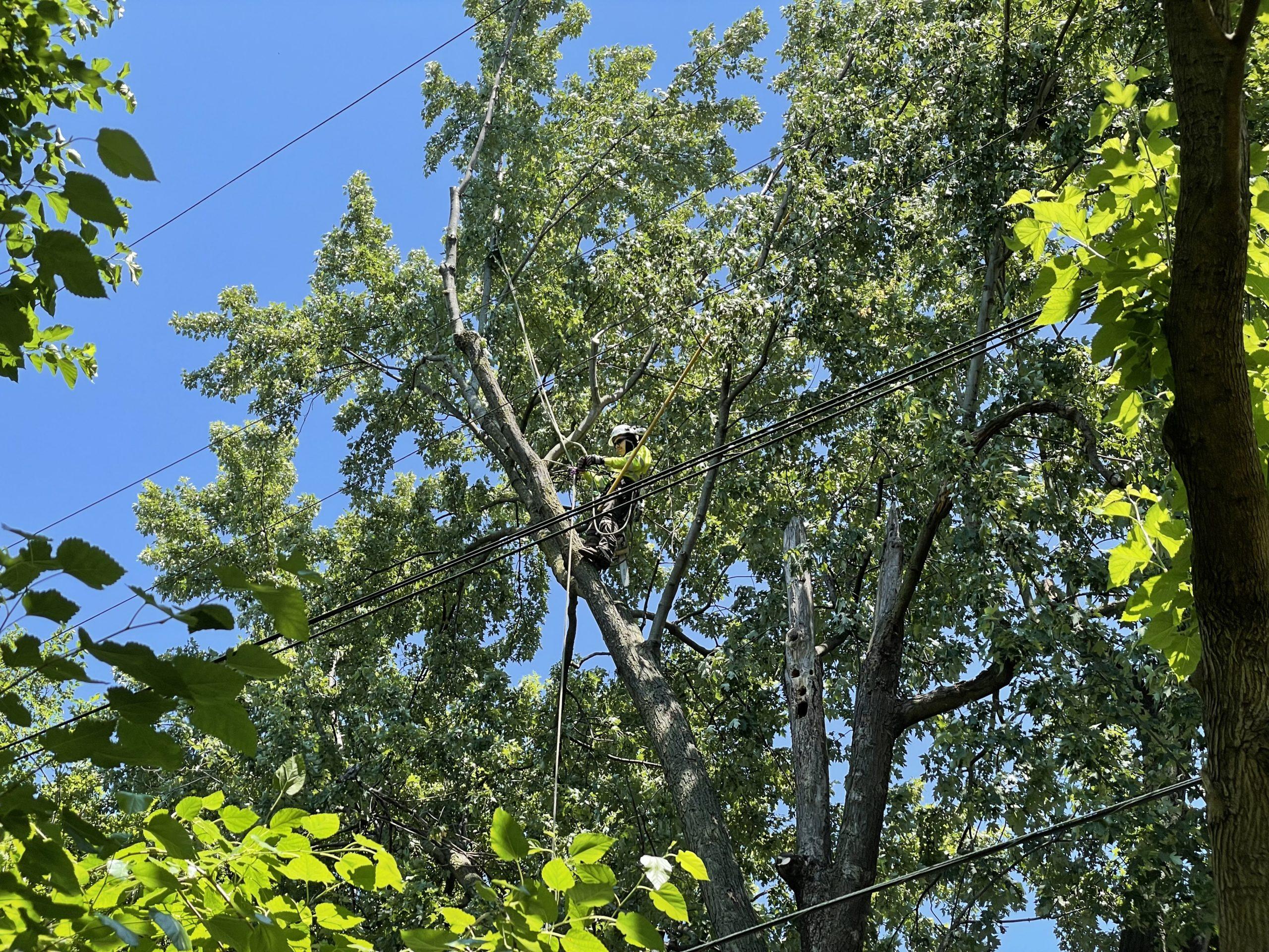 Crews trim trees back from powerlines near Oak Park homes Empowering