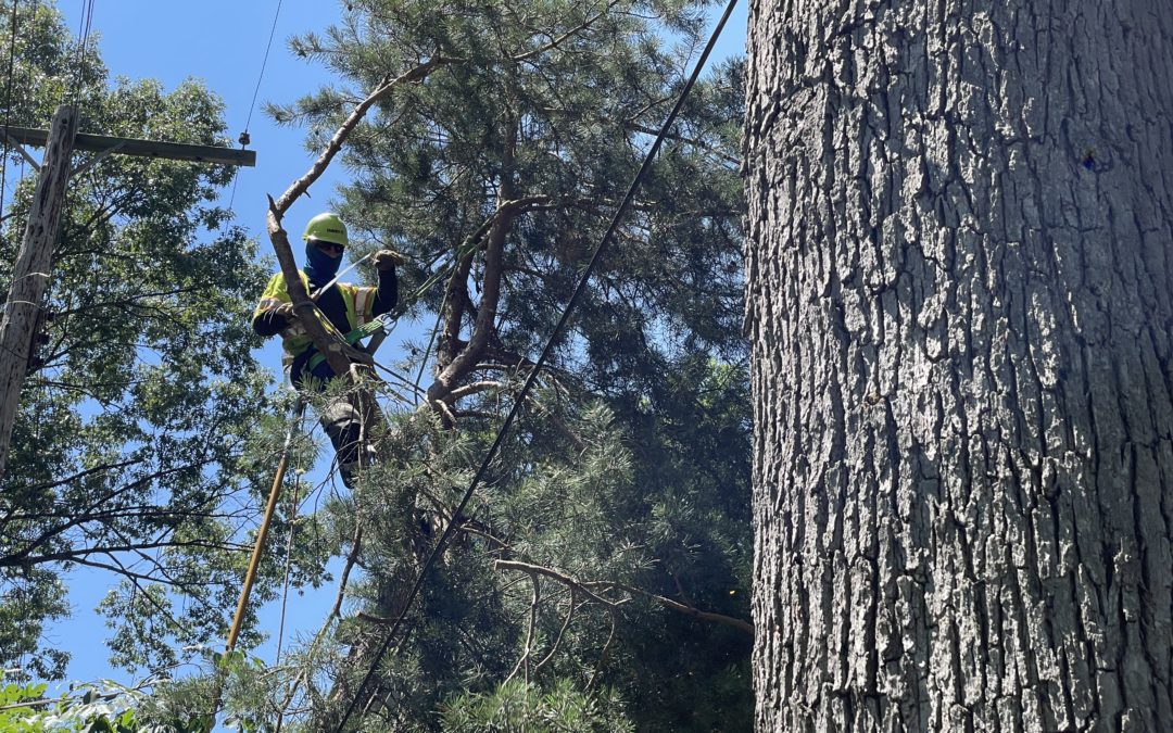 Tree trim preventative work improves reliability for Oak Park neighborhood