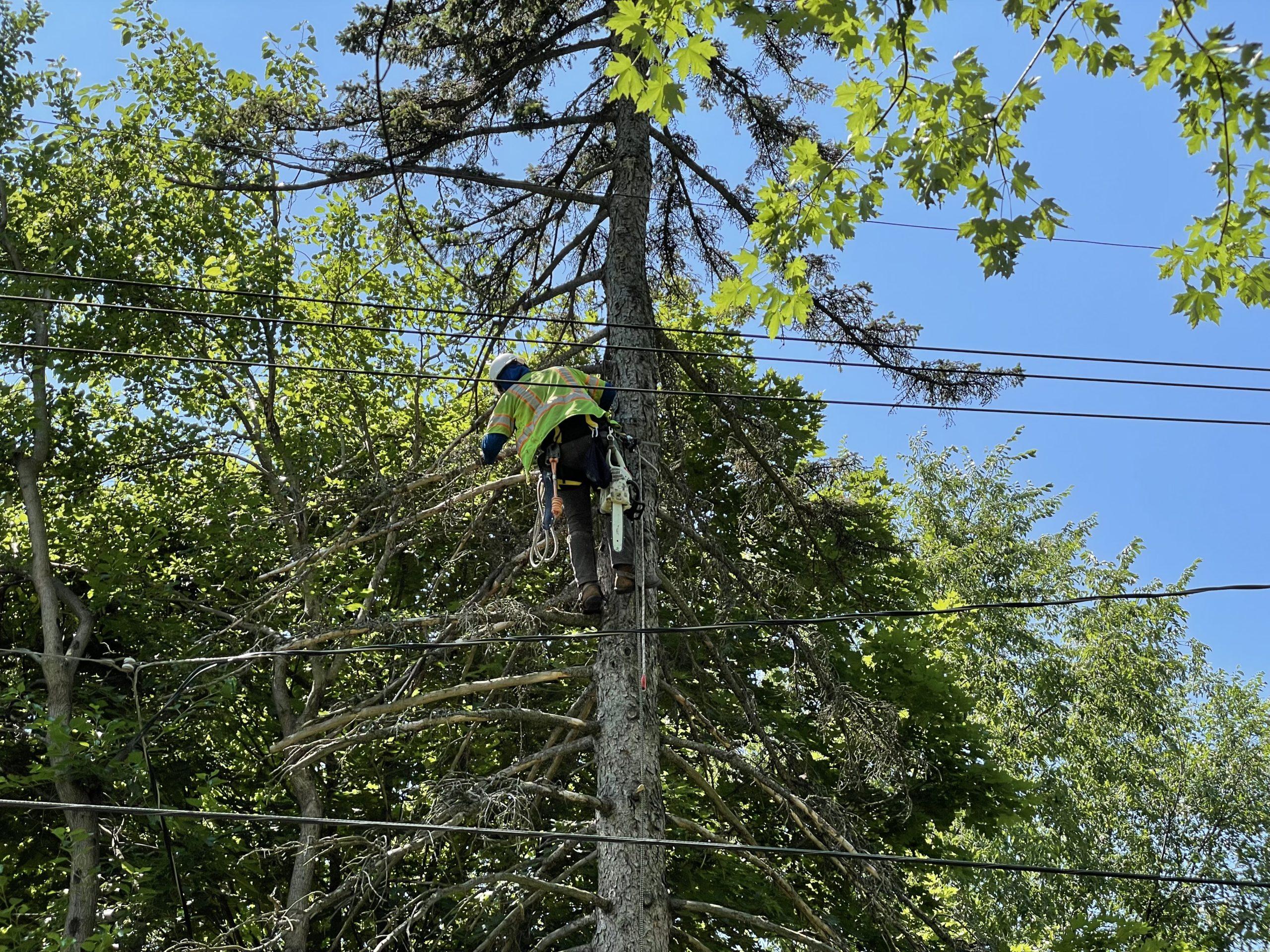 tree-trimmers-hard-at-work-improving-oak-park-reliability-empowering