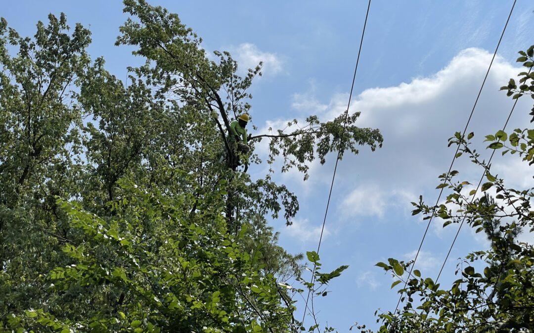 Tree trimmers clear off branches along powerlines to improve Oak Park service