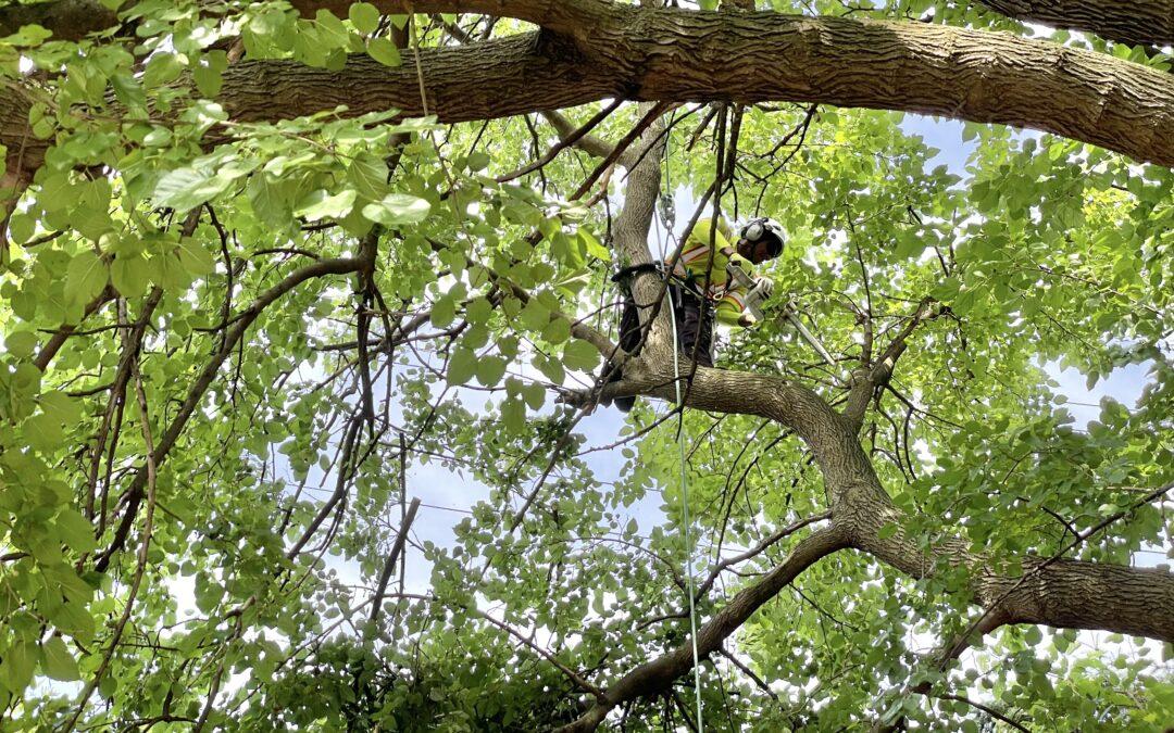 Crews trim trees back from Oak Park power line