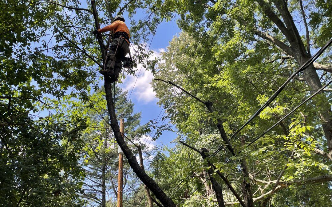 Tree trim crews work at Troy, Bloomfield border