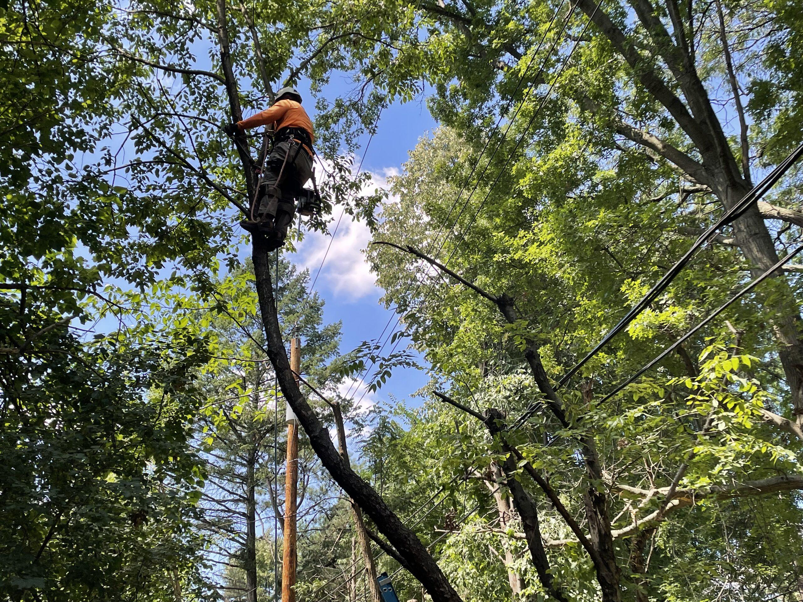 Tree trim crews work at Troy, Bloomfield border - Empowering Michigan