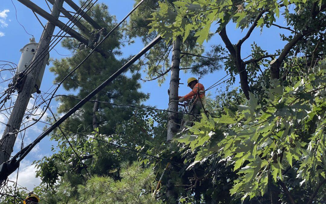 Tree trimming crews hard at work in Oak Park neighborhood