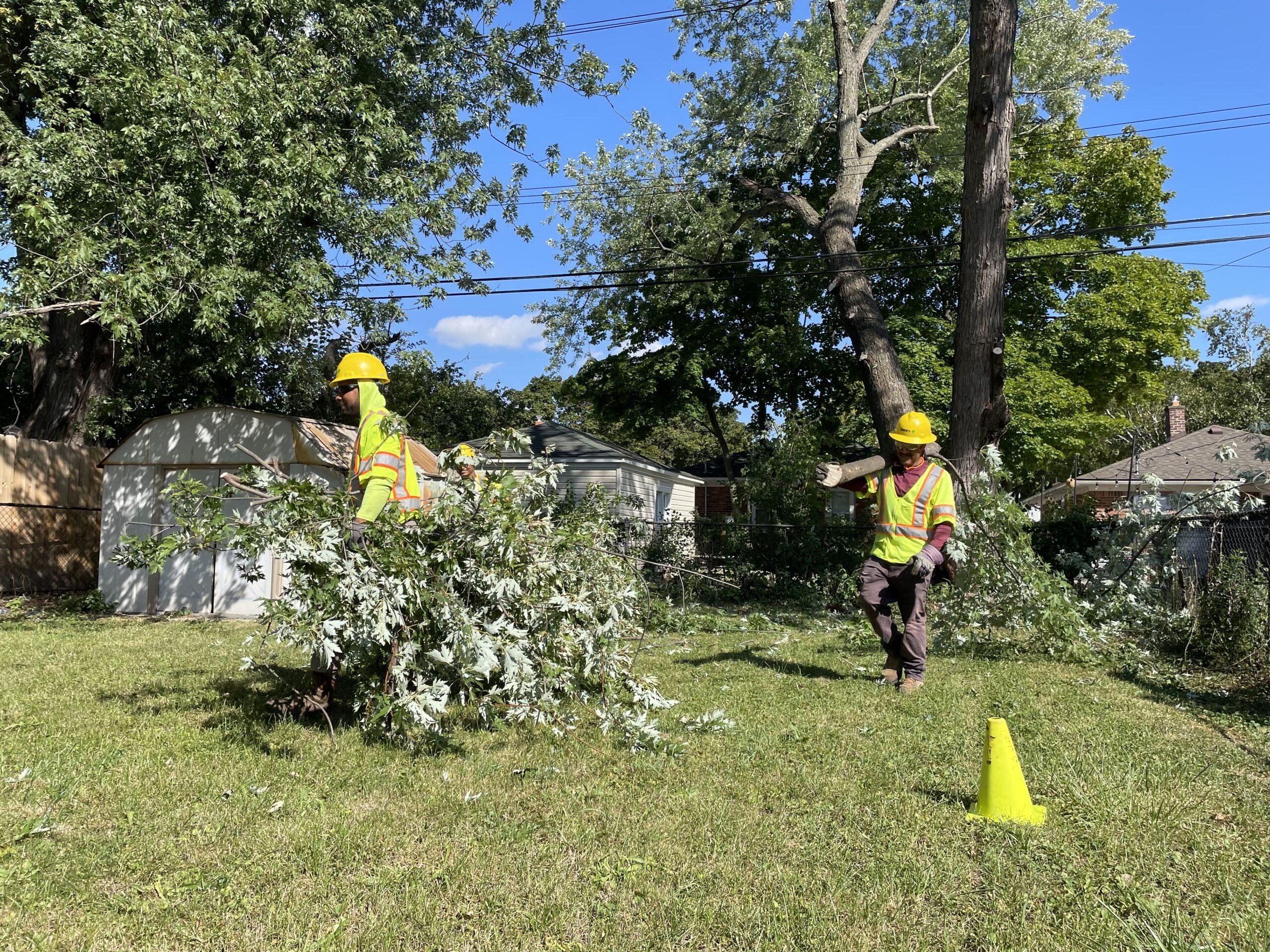 Tree Trimmers Clear The Way For Greater Oak Park Reliability 