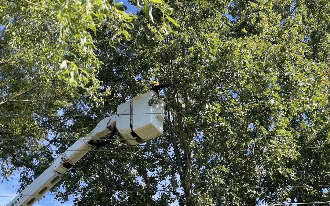 Tree trimmers improve reliability in Detroit neighborhood  