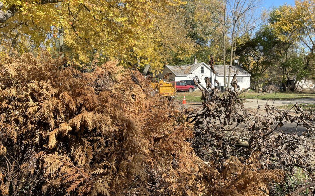 Tree trimming crews improve reliability for Brightmoor residents