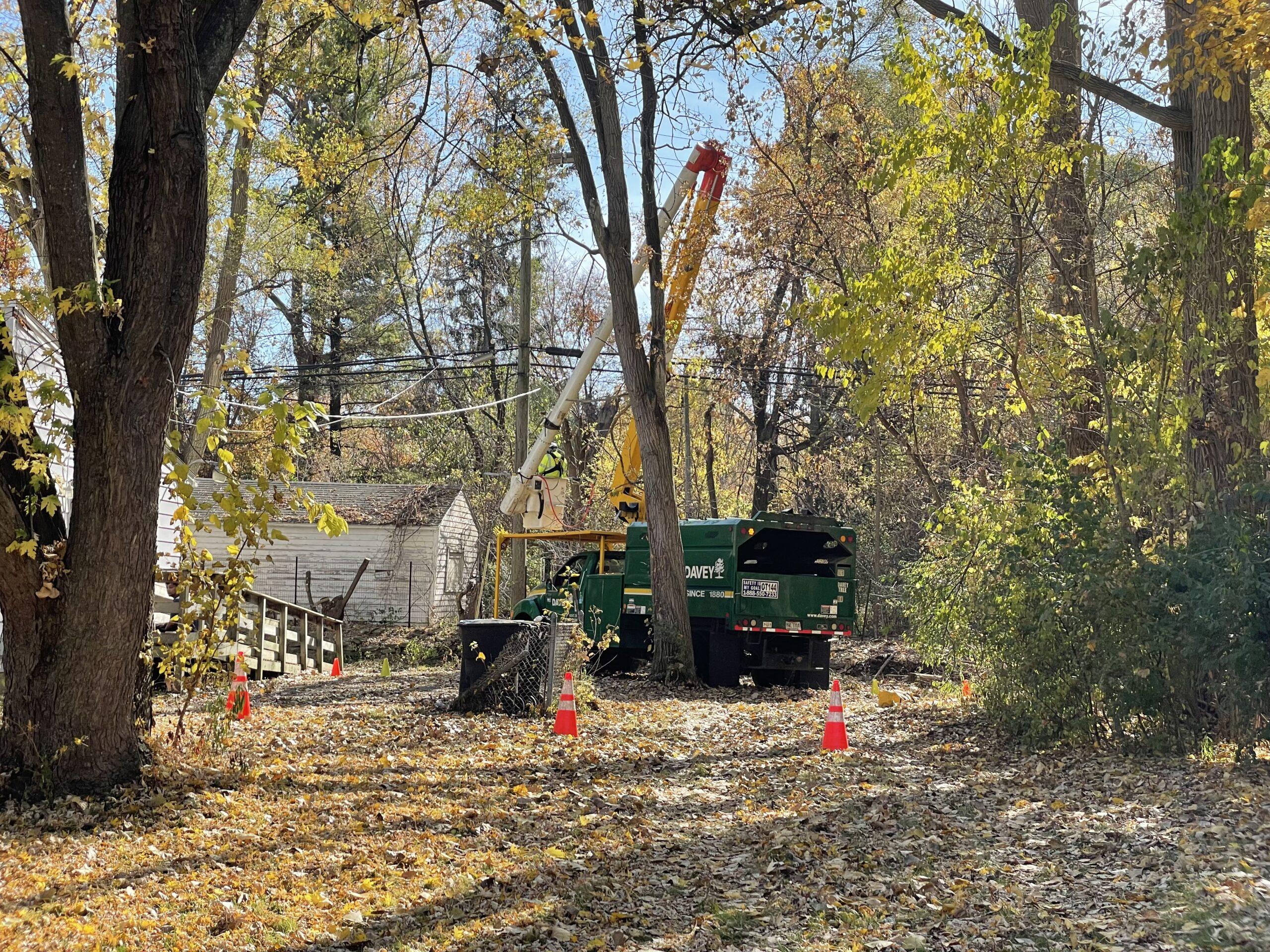 Tree Trimmers Clean Up Overgrown Trees In Brightmoor Resident s Tree Trimmers Clean Up Overgrown Trees In Brightmoor Resident s