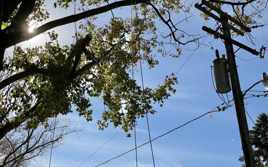 Tree trimmers improve power reliability and pedestrian safety in Detroit