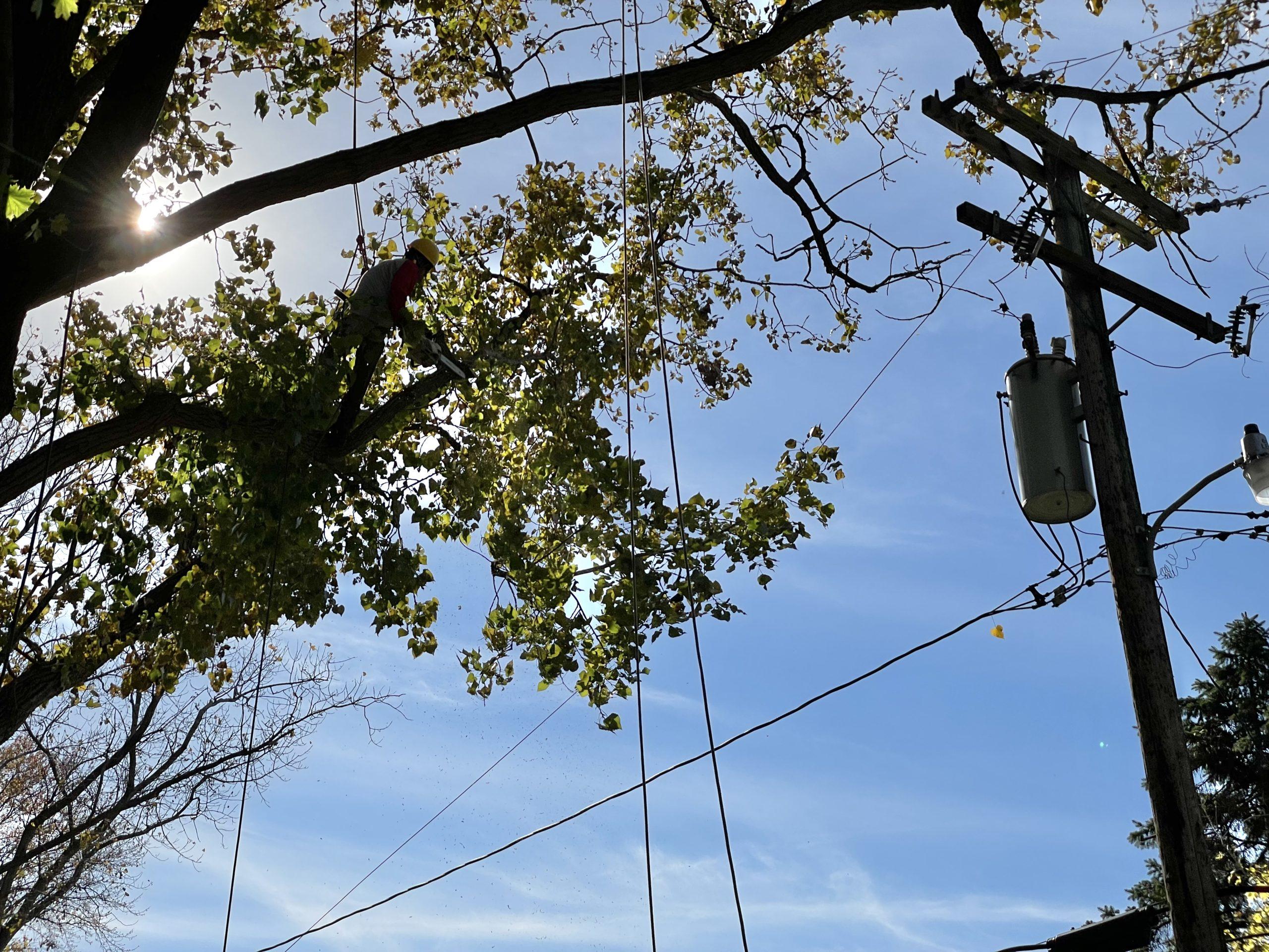 Tree Trimmers Improve Power Reliability And Pedestrian Safety In Tree Trimmers Improve Power Reliability And Pedestrian Safety In