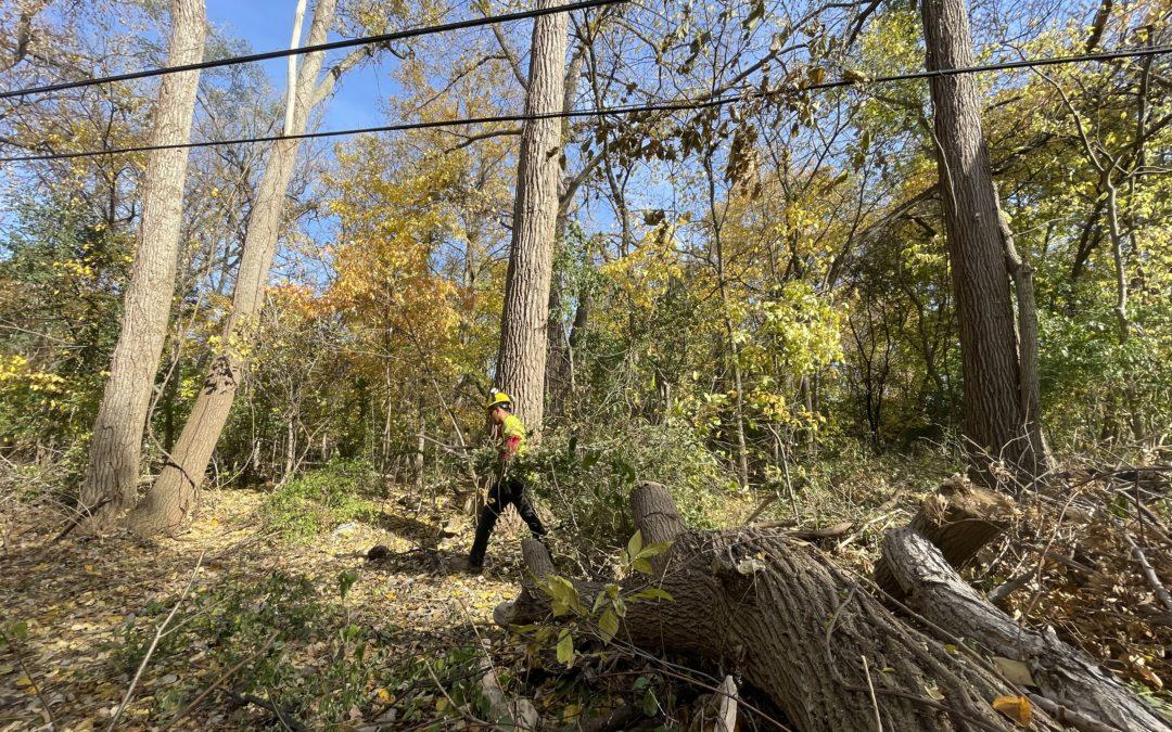 Tree trim crews improve reliability for Grandmont-Rosedale residents