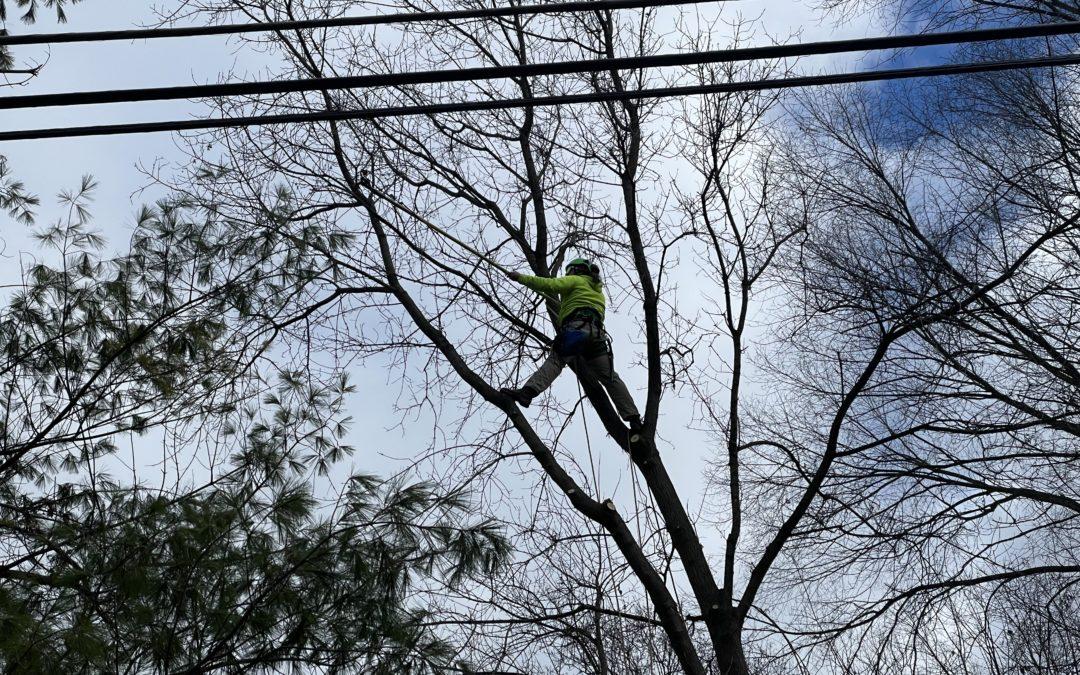 Tree trimmers improve reliability in Saline and Ann Arbor areas