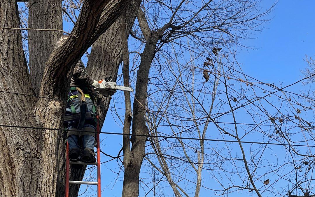 Tree trimmers keep power flowing in Franklin Park