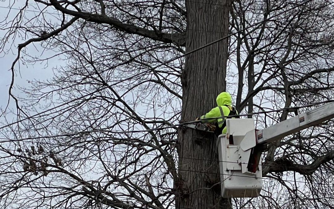 Tree trimmers improve reliability in Poletown East neighborhood