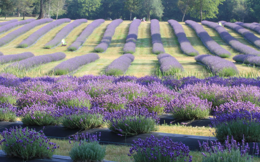 Business is blooming for Indigo Lavender Farms
