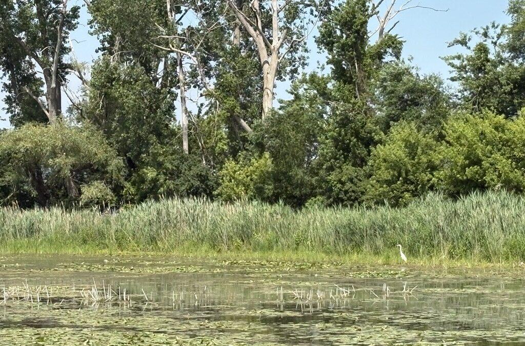 Going wild with thousands of acres of habitats across DTE