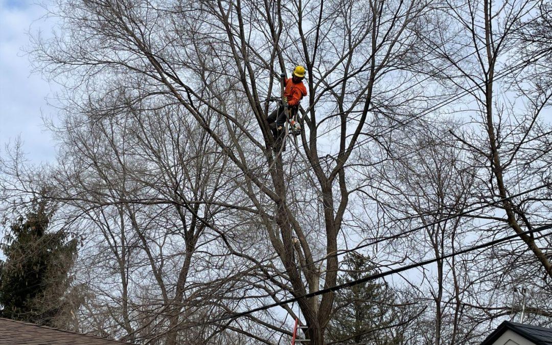 1/18 – Tree trimmers work with DTE crews to restore power in Livonia