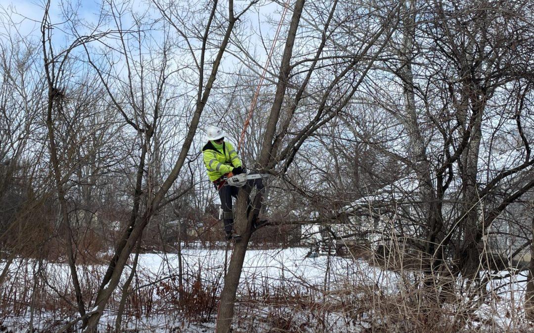 Tree trimming helps Livonia homes