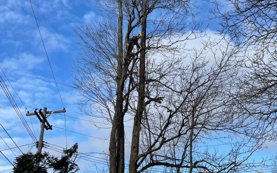 3/1 – Tree trimming efforts help neighborhoods in Livonia