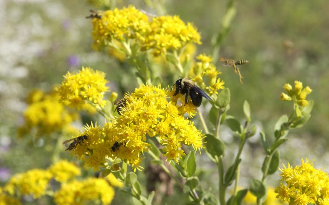 Saving pollinators with solar