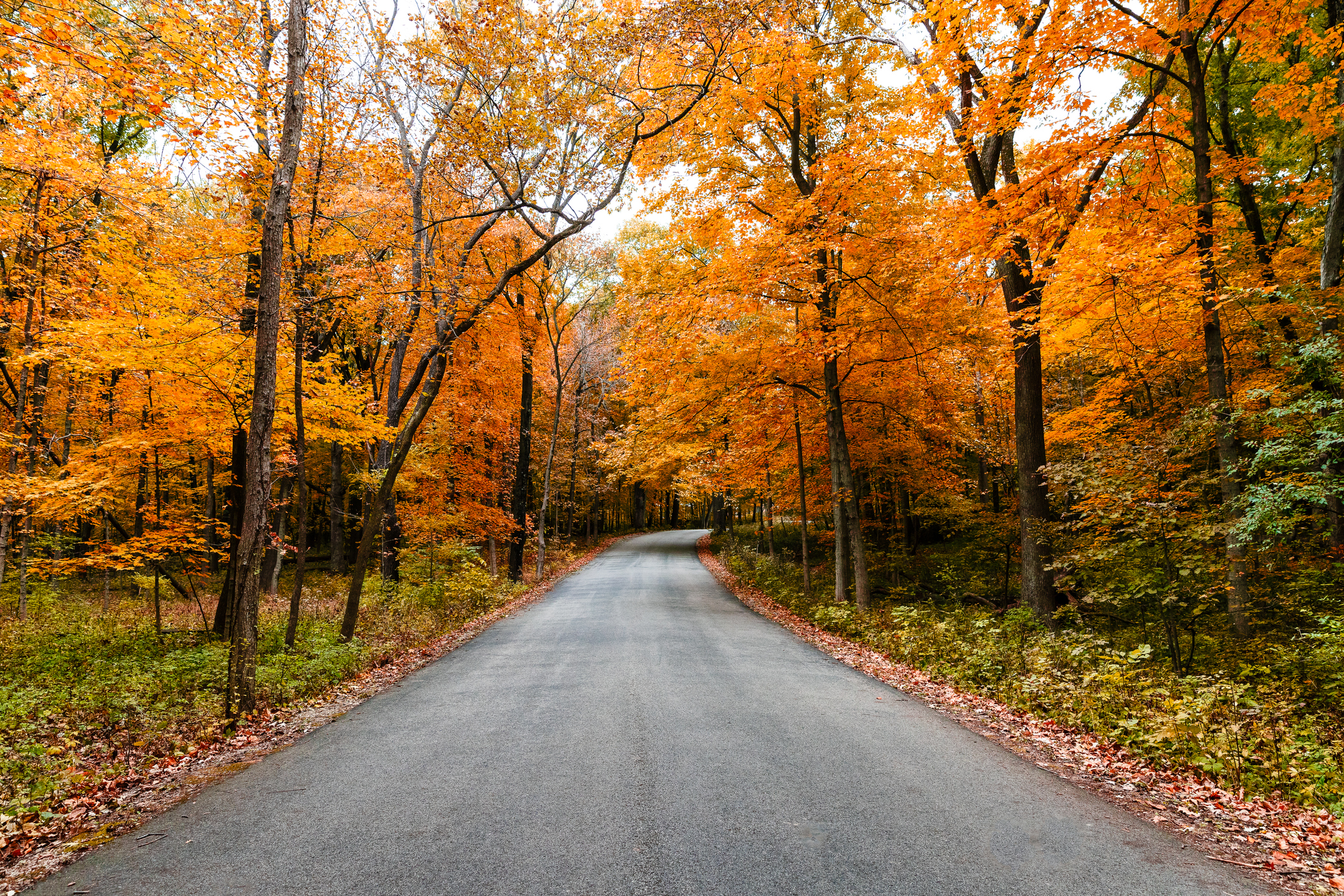 Fall trees on a rural road. - Empowering Michigan