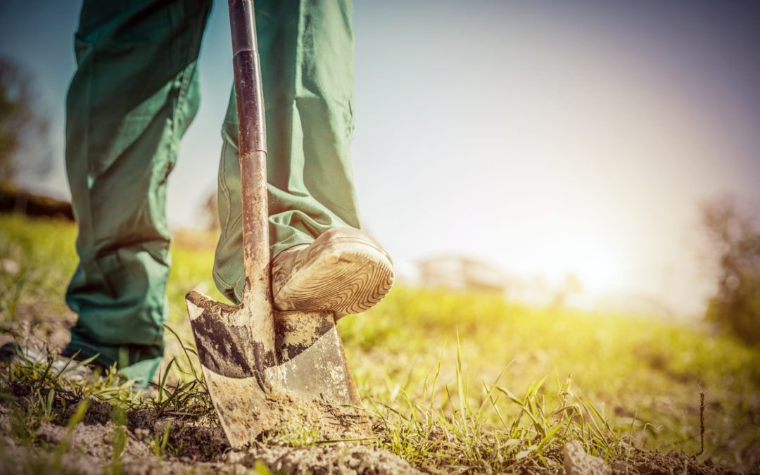 Gardener digging in a garden with a shovel.