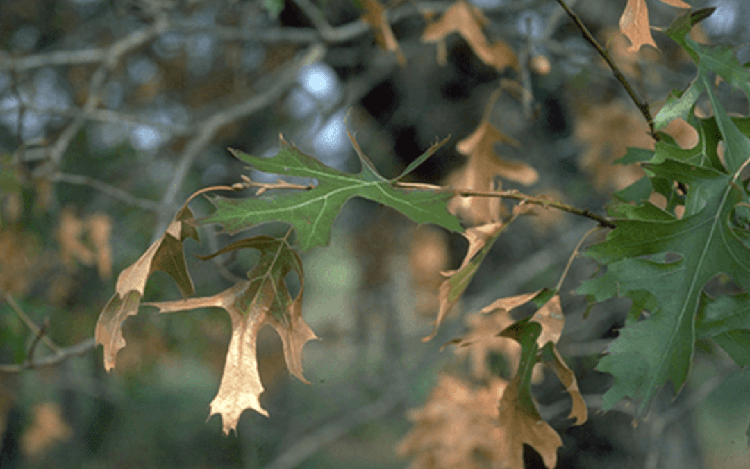 Preventing Oak Wilt: How DTE trimmers protect vulnerable trees